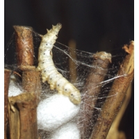 SILKWORM EGGS and Silkworms